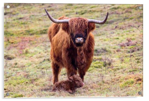 Highland Cow and new Calf Acrylic by Oxon Images