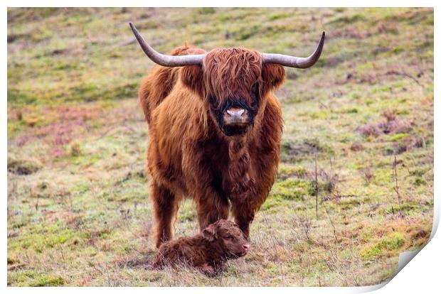 Highland Cow and new Calf Print by Oxon Images
