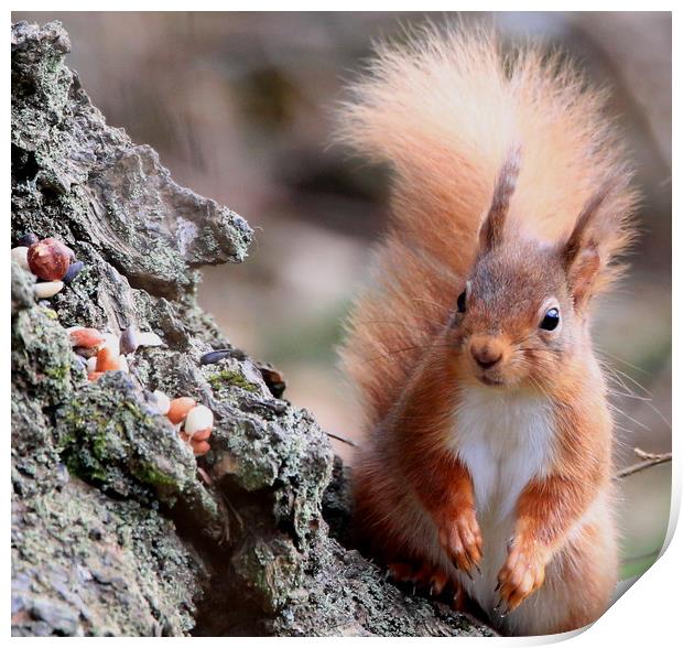Nuts ! surprised look on Red Squirrel's face Print by Linda Lyon