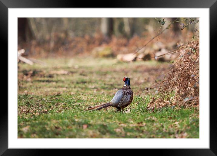 pheasant Framed Mounted Print by kevin murch