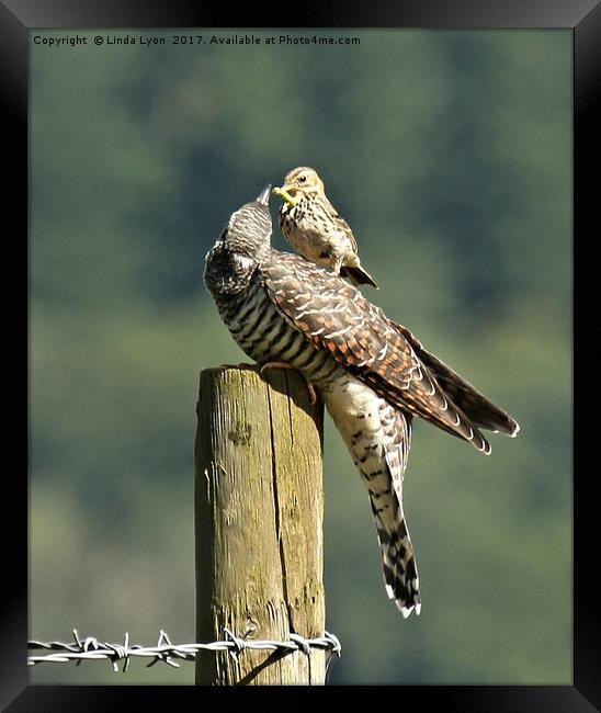 Cuckoo fed by Meadow Pipit.....order small sizes Framed Print by Linda Lyon