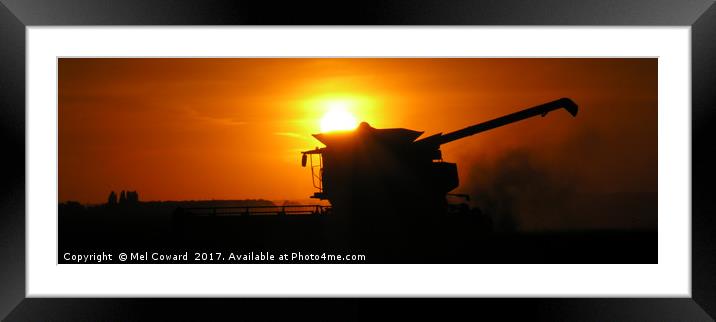 Harvesting Wheat at Sunset Framed Mounted Print by Mel Coward