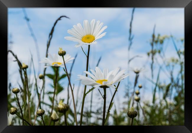 Field daisies in the sun Framed Print by Alf Damp