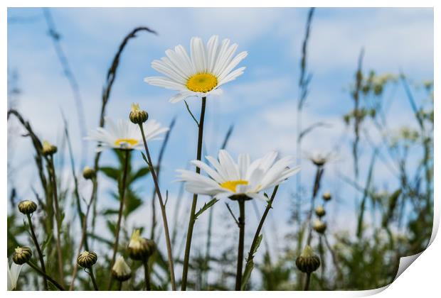 Field daisies in the sun Print by Alf Damp