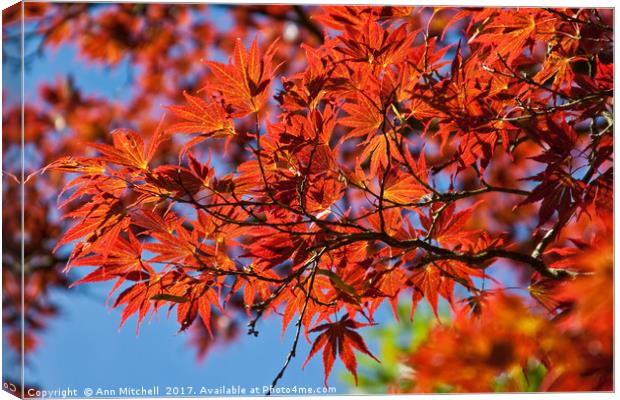 Japanese Red Maple Canvas Print by Ann Mitchell