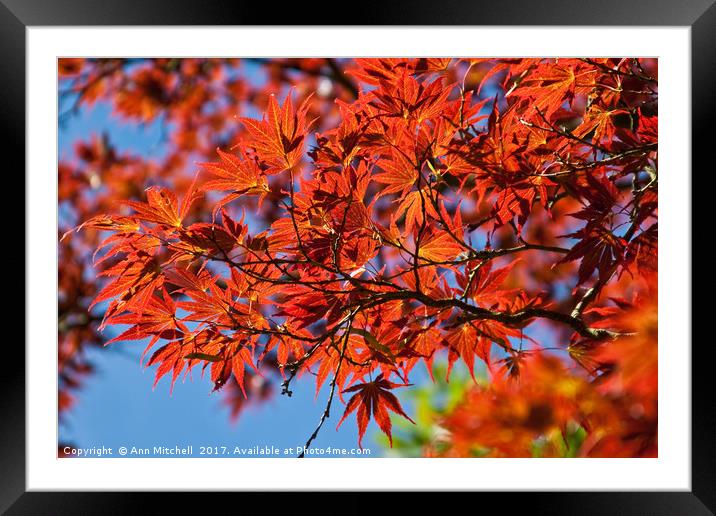 Japanese Red Maple Framed Mounted Print by Ann Mitchell
