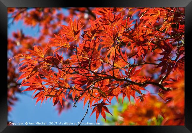 Japanese Red Maple Framed Print by Ann Mitchell