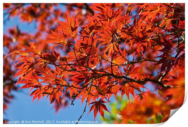 Japanese Red Maple Print by Ann Mitchell