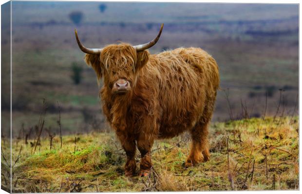 Highland Cow on hillside Canvas Print by Oxon Images
