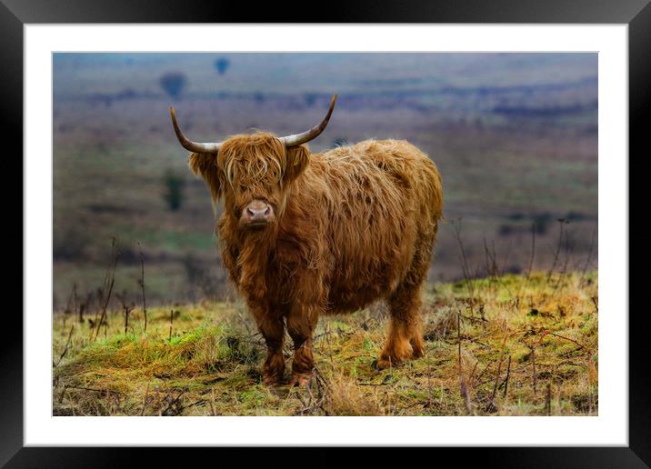 Highland Cow on hillside Framed Mounted Print by Oxon Images