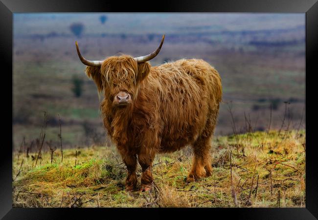 Highland Cow on hillside Framed Print by Oxon Images