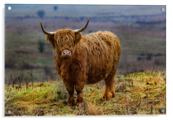 Highland Cow on hillside Acrylic by Oxon Images
