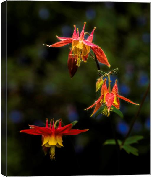 Three Columbine Canvas Print by Fred Denner
