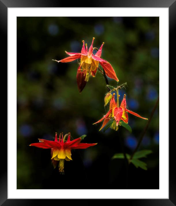 Three Columbine Framed Mounted Print by Fred Denner