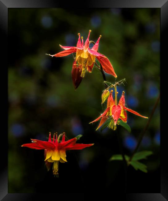 Three Columbine Framed Print by Fred Denner