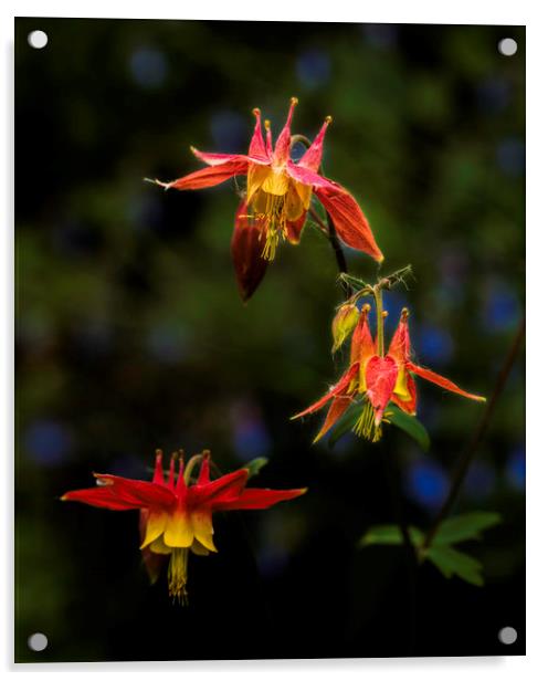 Three Columbine Acrylic by Fred Denner