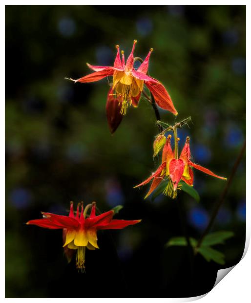 Three Columbine Print by Fred Denner