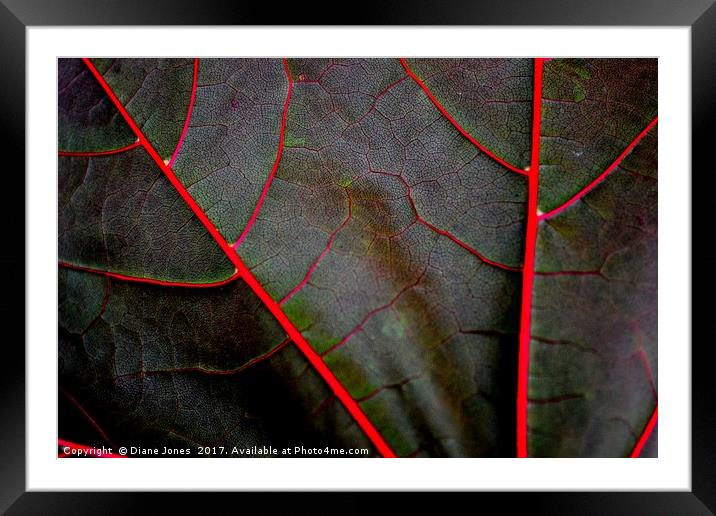 The veins of a Maple Leaf Framed Mounted Print by Diane Jones