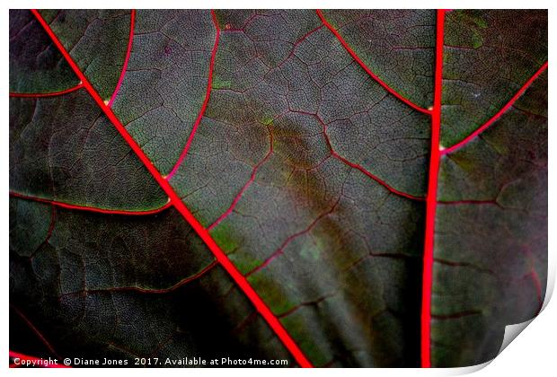 The veins of a Maple Leaf Print by Diane Jones