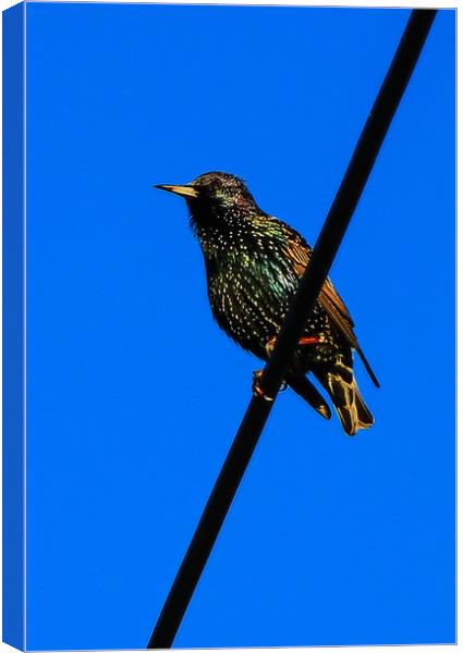 Starling very colorful Canvas Print by Dave Bell