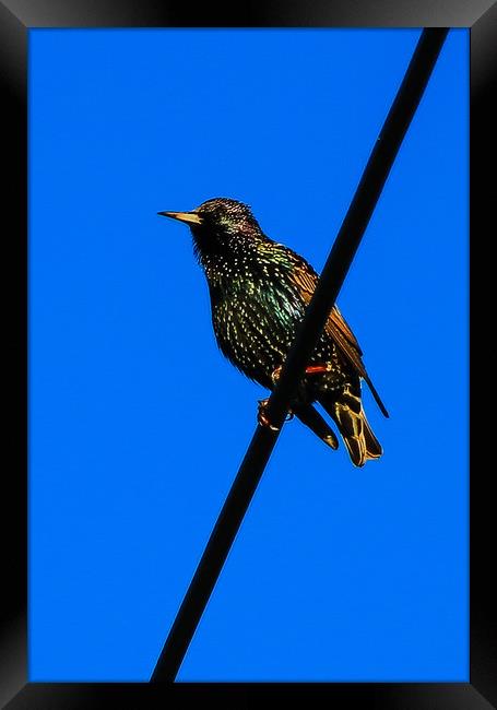 Starling very colorful Framed Print by Dave Bell