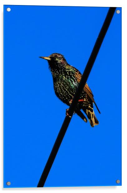 Starling very colorful Acrylic by Dave Bell