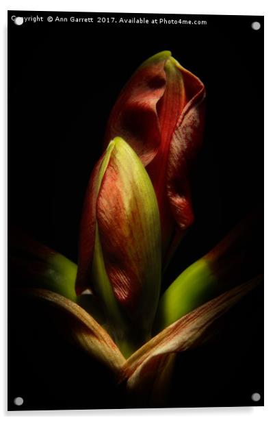 Emerging Amaryllis Acrylic by Ann Garrett
