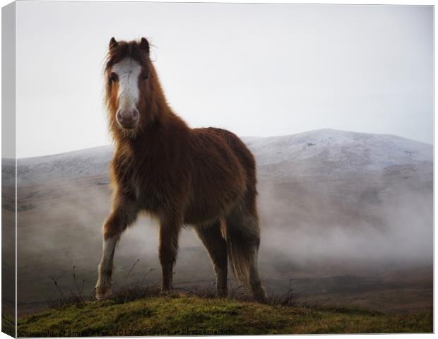Brecon Beacons mountain pony  Canvas Print by Simon Rees