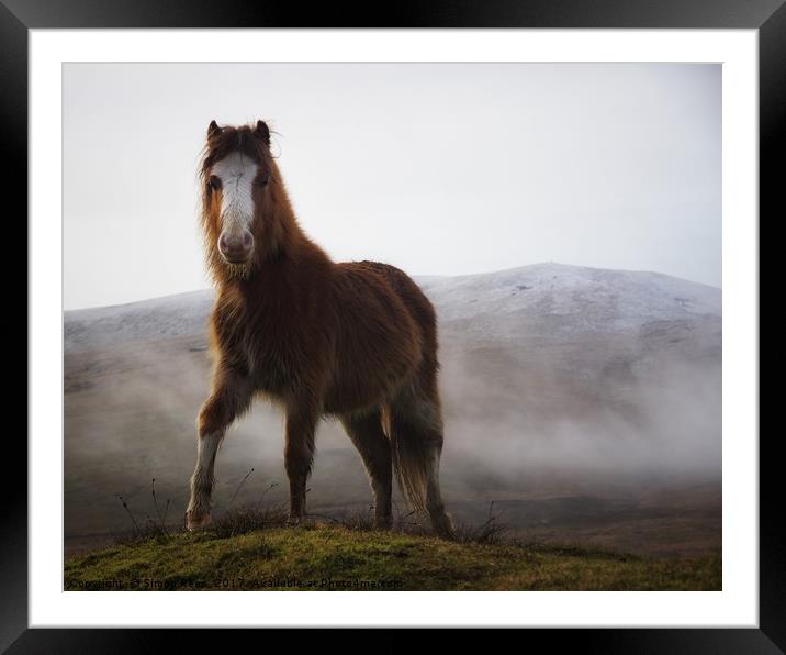 Brecon Beacons mountain pony  Framed Mounted Print by Simon Rees