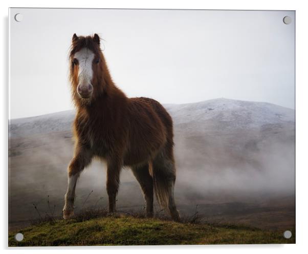 Brecon Beacons mountain pony  Acrylic by Simon Rees
