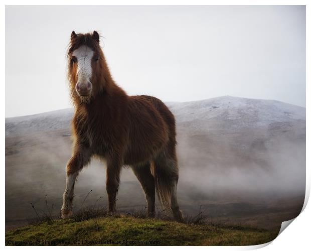 Brecon Beacons mountain pony  Print by Simon Rees