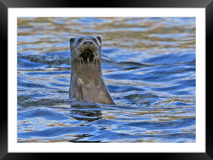 Otter Saying HI, at Bassenthwaite Lake Framed Mounted Print by Linda Lyon