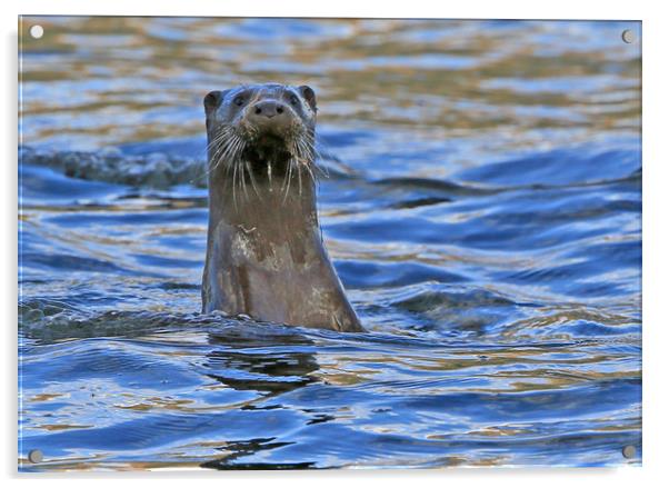 Otter Saying HI, at Bassenthwaite Lake Acrylic by Linda Lyon