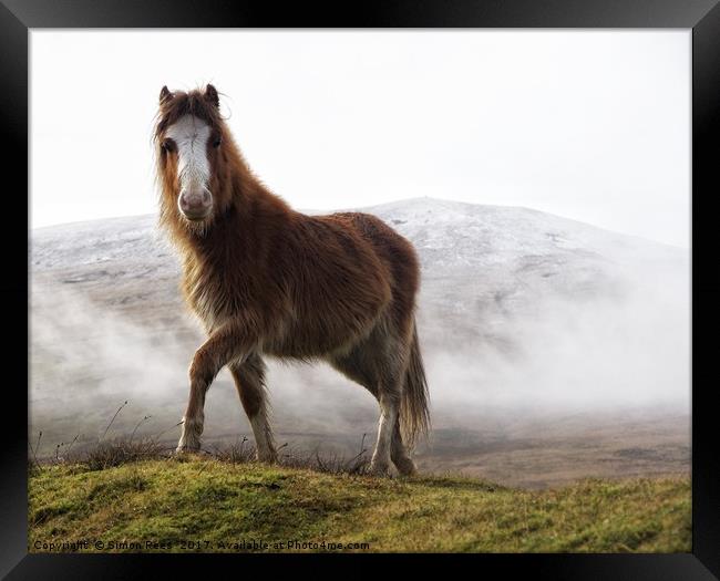 Welsh Mountain Pony in the Brecon Beacons National Framed Print by Simon Rees