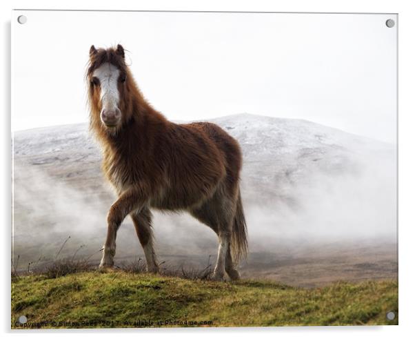Welsh Mountain Pony in the Brecon Beacons National Acrylic by Simon Rees