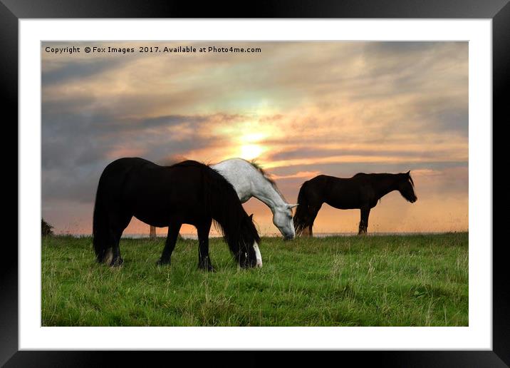 Horses at sunset Framed Mounted Print by Derrick Fox Lomax