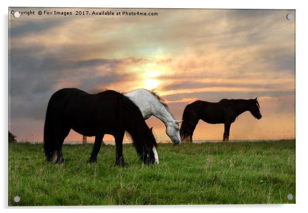 Horses at sunset Acrylic by Derrick Fox Lomax