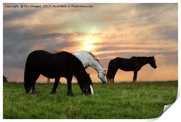 Horses at sunset Print by Derrick Fox Lomax