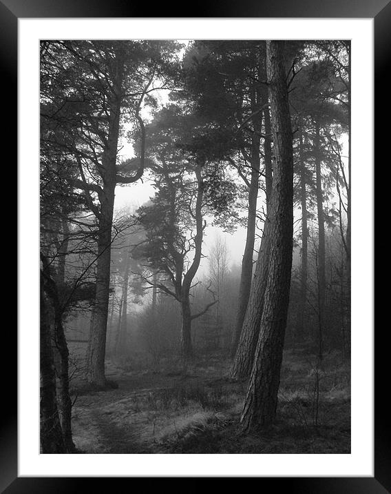 Woodland mist Framed Mounted Print by Stuart Jack