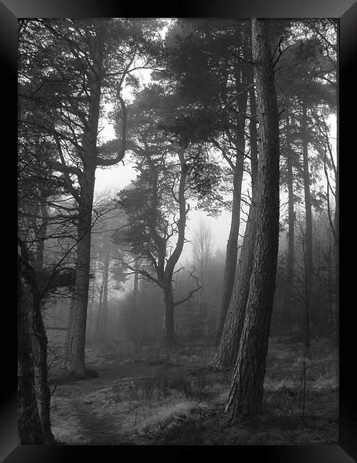 Woodland mist Framed Print by Stuart Jack