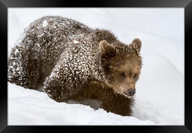 Brown Bear Cub in Winter Framed Print by Arterra 