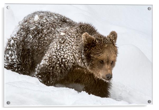 Brown Bear Cub in Winter Acrylic by Arterra 