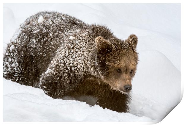 Brown Bear Cub in Winter Print by Arterra 