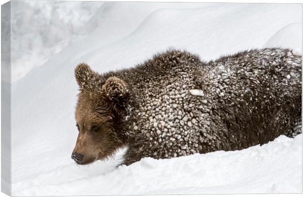 Brown Bear Cub in the Snow Canvas Print by Arterra 