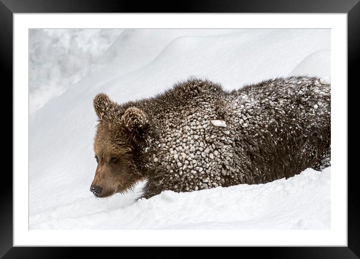 Brown Bear Cub in the Snow Framed Mounted Print by Arterra 