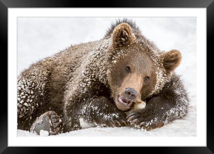 Brown Bear Cub Chewing Bone Framed Mounted Print by Arterra 