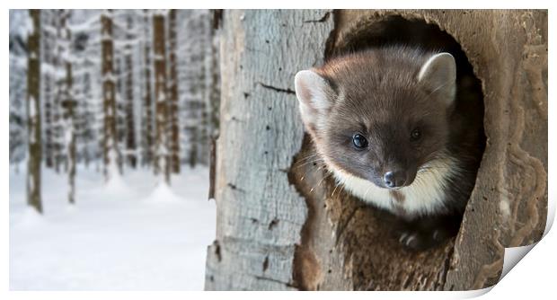 Pine Marten in Tree Print by Arterra 