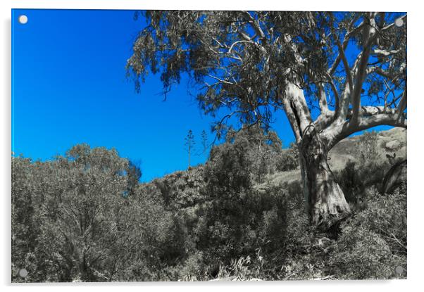 Gum Tree in the Bush Acrylic by Richard Zalan