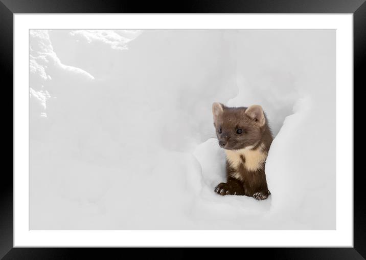 Curious Pine Marten in the Snow Framed Mounted Print by Arterra 