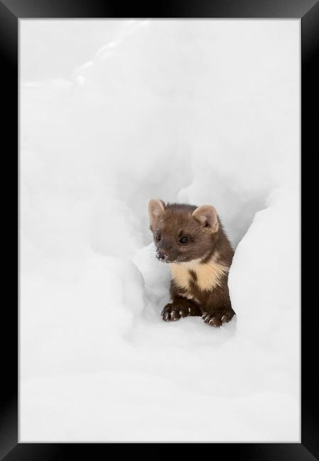 Pine Marten Hunting in the Snow Framed Print by Arterra 